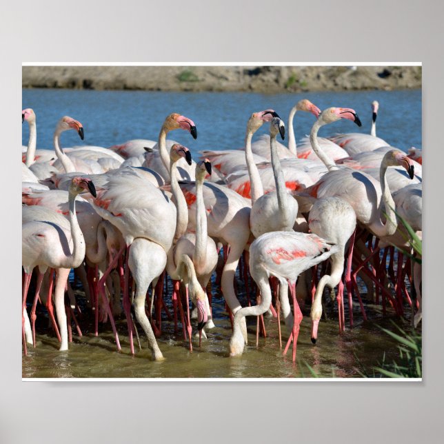 Poster Grupo de flamingos em Camargue (Frente)