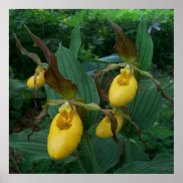Poster Grupo de Flores das Orquídeas de Escorrega Amarela