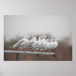 Poster Grupo de gaivotas