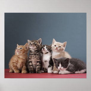Póster Grupo de gatinhos