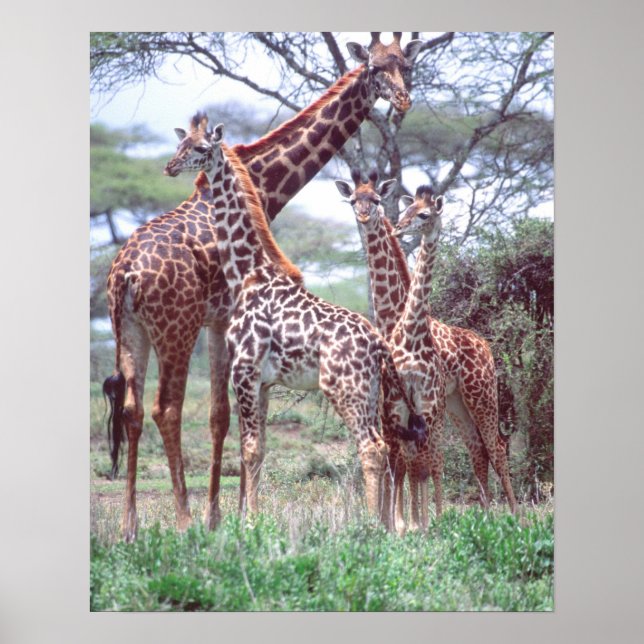 Poster Grupo de girafas ou manada com filhotes, Giraffa (Frente)
