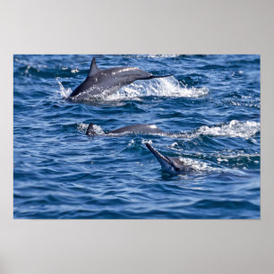 Poster Grupo de golfinhos-nariz-de-garrafa - Omã