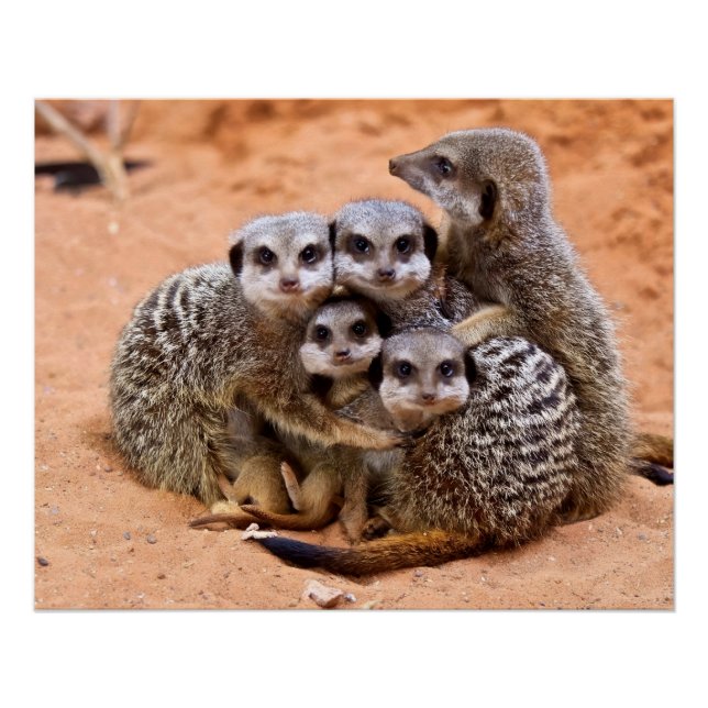 Póster Grupo de Meerkats (Frente)