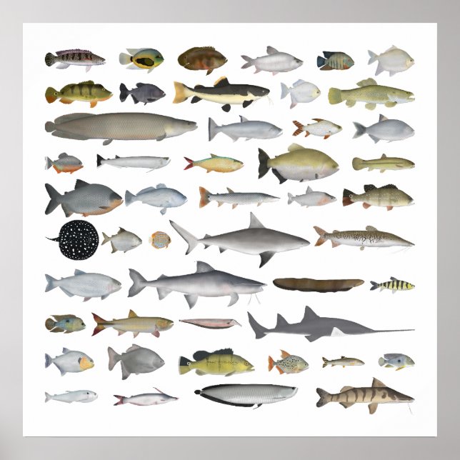 Poster Grupo de Peixes da Bacia Hidrográfica do Amazonas (Frente)