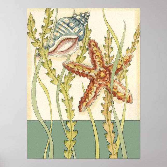 Póster Grupo de Shell Multicolores (Frente)