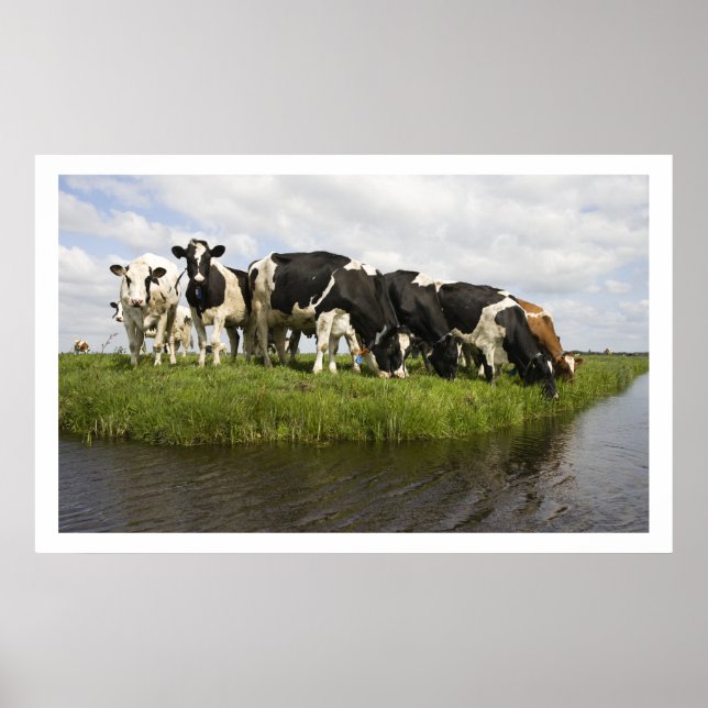 Póster Grupo de vacas da Frísia (Frente)