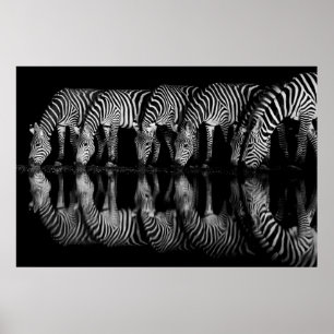 Poster Grupo de Zebras da Planície Bebem Juntos à Noite