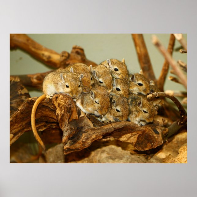 Póster Grupo Mongol Gerbils Meriones Unguiculatus (Frente)