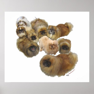 Poster Grupo Pekingese