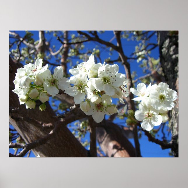 Poster Grupos de Flores Brancas da Árvore de Pêra de Flor (Frente)