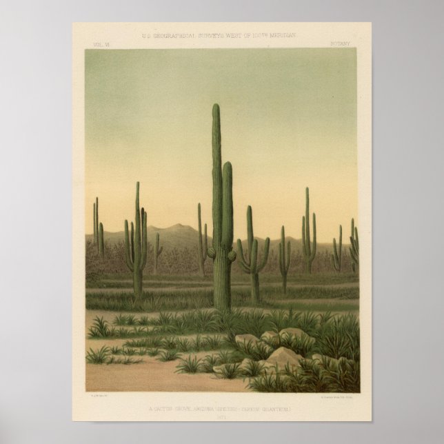 Poster Gruta de cactus, Arizona (Frente)