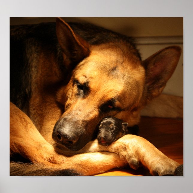 Póster GSD Love (Frente)