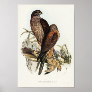 Poster Gshawk australiano por Elizabeth Gould