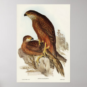 Poster Gshawk radiado por Elizabeth Gould