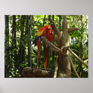 Poster Guacamayo 7 cores/escarlate do Macaw