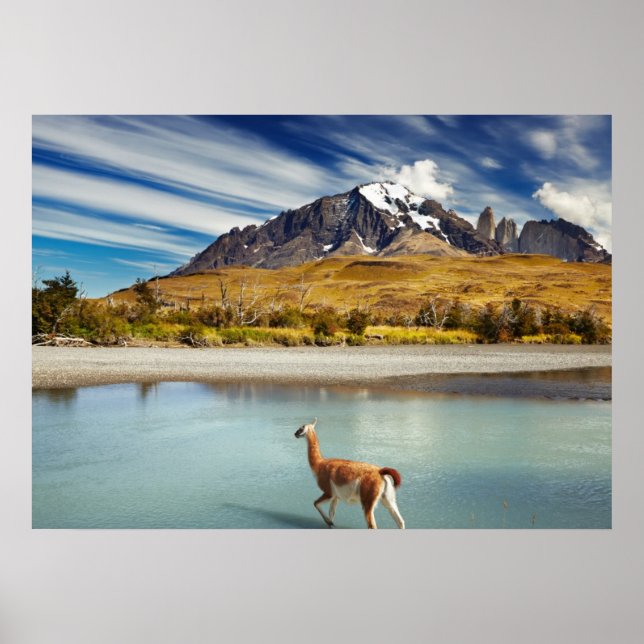Poster Guanaco atravessando o rio em Torres del Paine (Frente)
