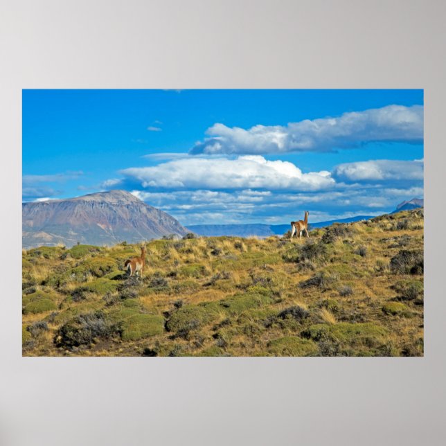 Poster Guanaco Country, Patagônia (Frente)