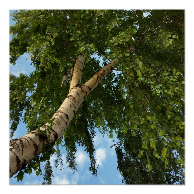 Póster guarda-chuva de pássaro (Frente)