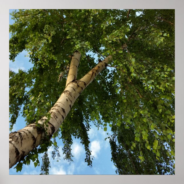 Póster guarda-chuva de pássaro (Frente)