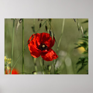 Póster Guarda de Poppies