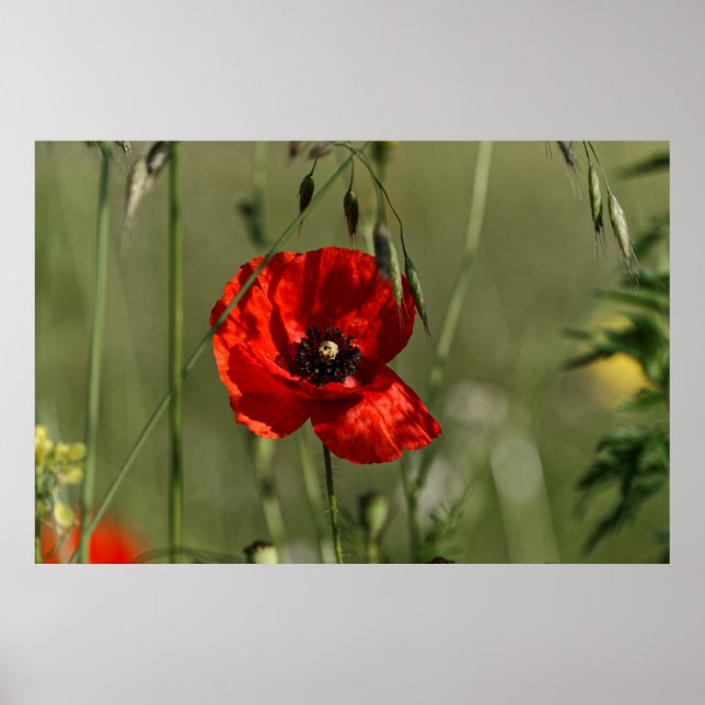 Póster Guarda de Poppies (Frente)