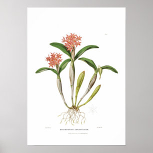 Póster Guarianthe aurantiaca por Miss Drake.