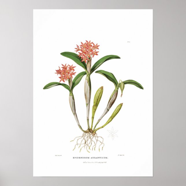 Póster Guarianthe aurantiaca por Miss Drake. (Frente)