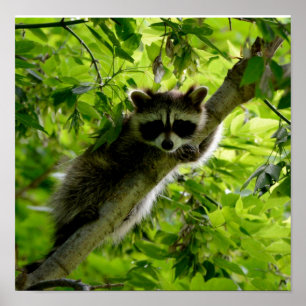 Poster Guaxinim em cinza verde-árvore mascarada raccoon
