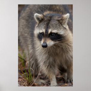 Póster Guaxinim, lotor do Procyon, Florida, EUA 1