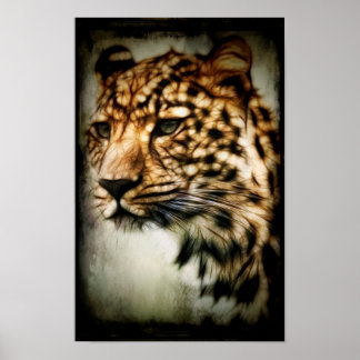 Poster Guepardo