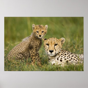 Póster Guepardo, Acinonyx jubatus, com filhote
