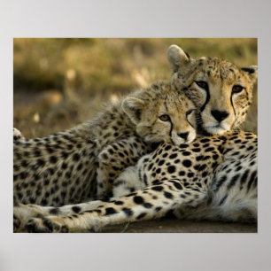 Póster Guepardo, Acinonyx jubatus, com filhote no Masai 2