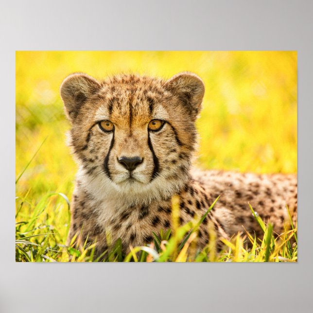 Poster Guepardo na Grama  (Frente)