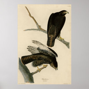 Poster Guerreiro Negro (Falcão de cauda vermelha) de Aves