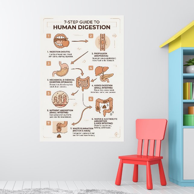 Poster Guia de 7 Etapas para o Processo de Digestão Human (Berçário 1)