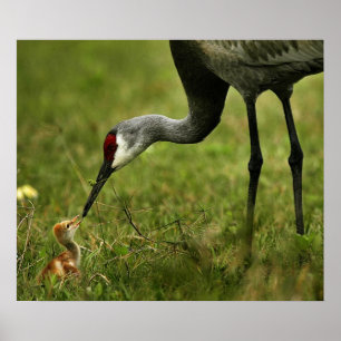 Póster Guindaste & bebê de Sandhill
