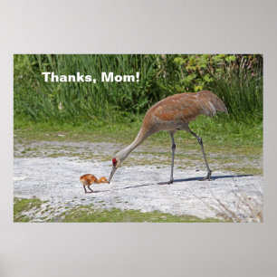 Póster Guindastes de Sandhill do pássaro da mãe e do