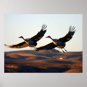 Poster Guindastes de Sandhill na manhã