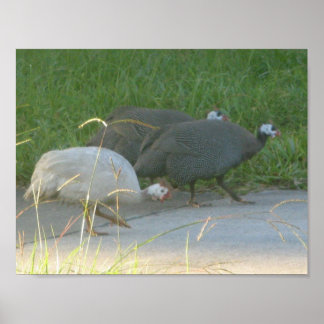 Póster Guiné Fowl