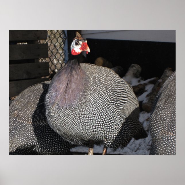 Poster Guiné Fowl (Frente)