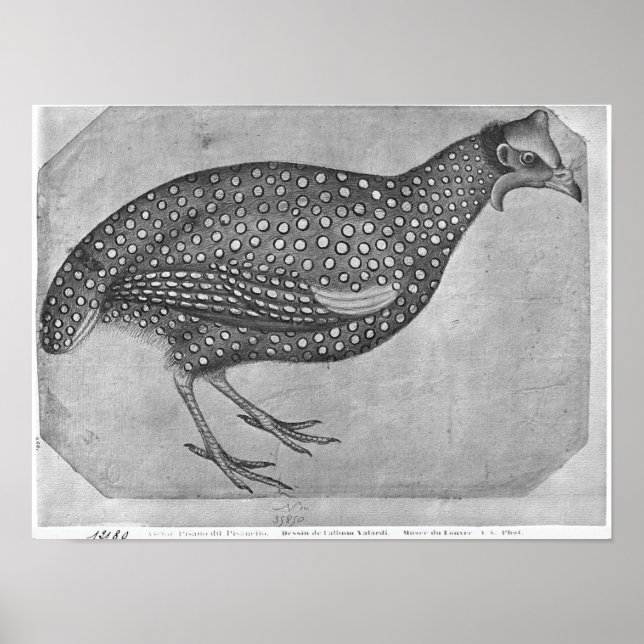 Poster Guiné Fowl, do Álbum Vallardi (Frente)