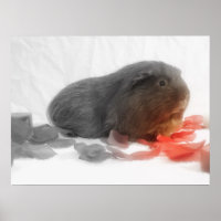 Guiné Pig Love