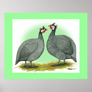 Poster Guineas: Francês