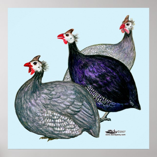 Póster Guineas Três (Frente)