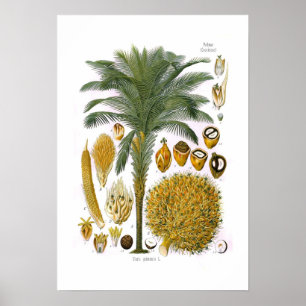 Póster Guineensis do Elaeis (palma de óleo)