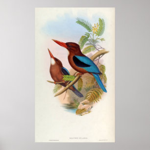 Poster Gularis feliz (martinho pescatore Branco-throated)
