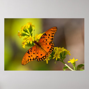 Poster Gulf Fritillary também conhecida como Borboleta da