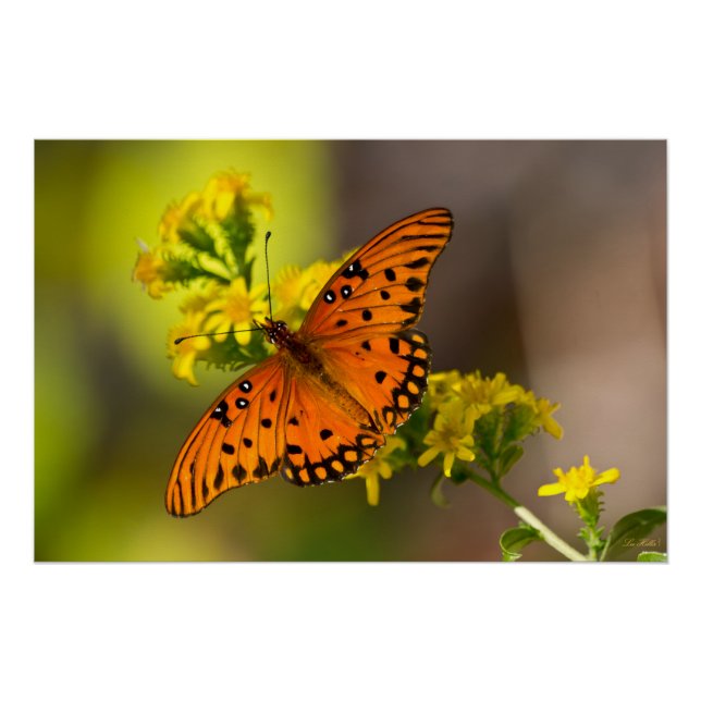 Póster Gulf Fritillary também conhecida como Borboleta da (Frente)