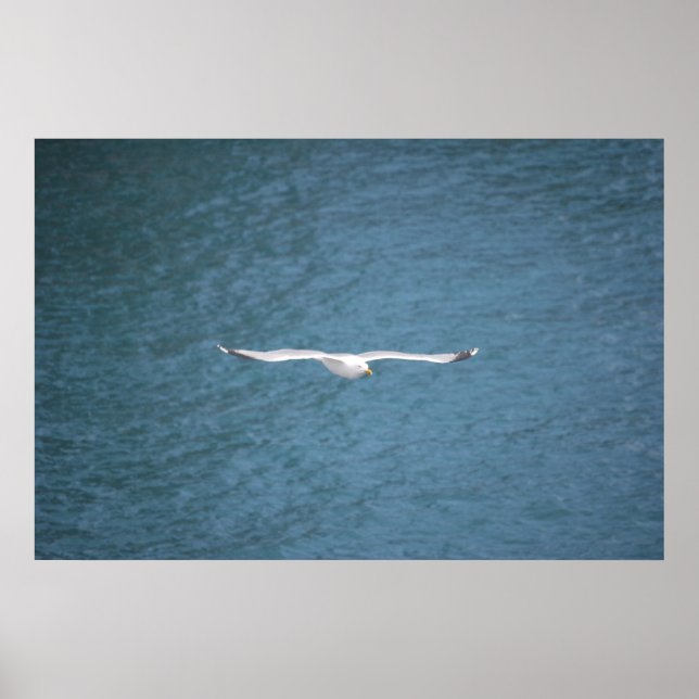 Póster Gull (Frente)