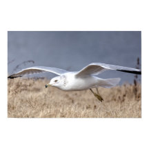 Gull in Flight